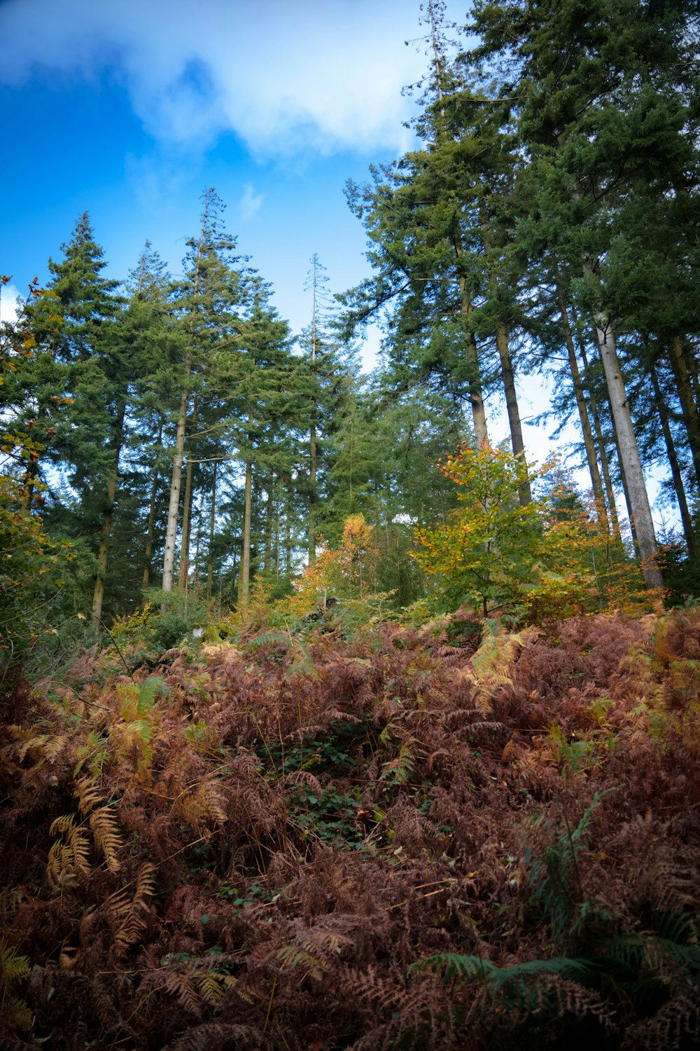 a forest of trees