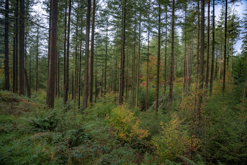 a forest of trees