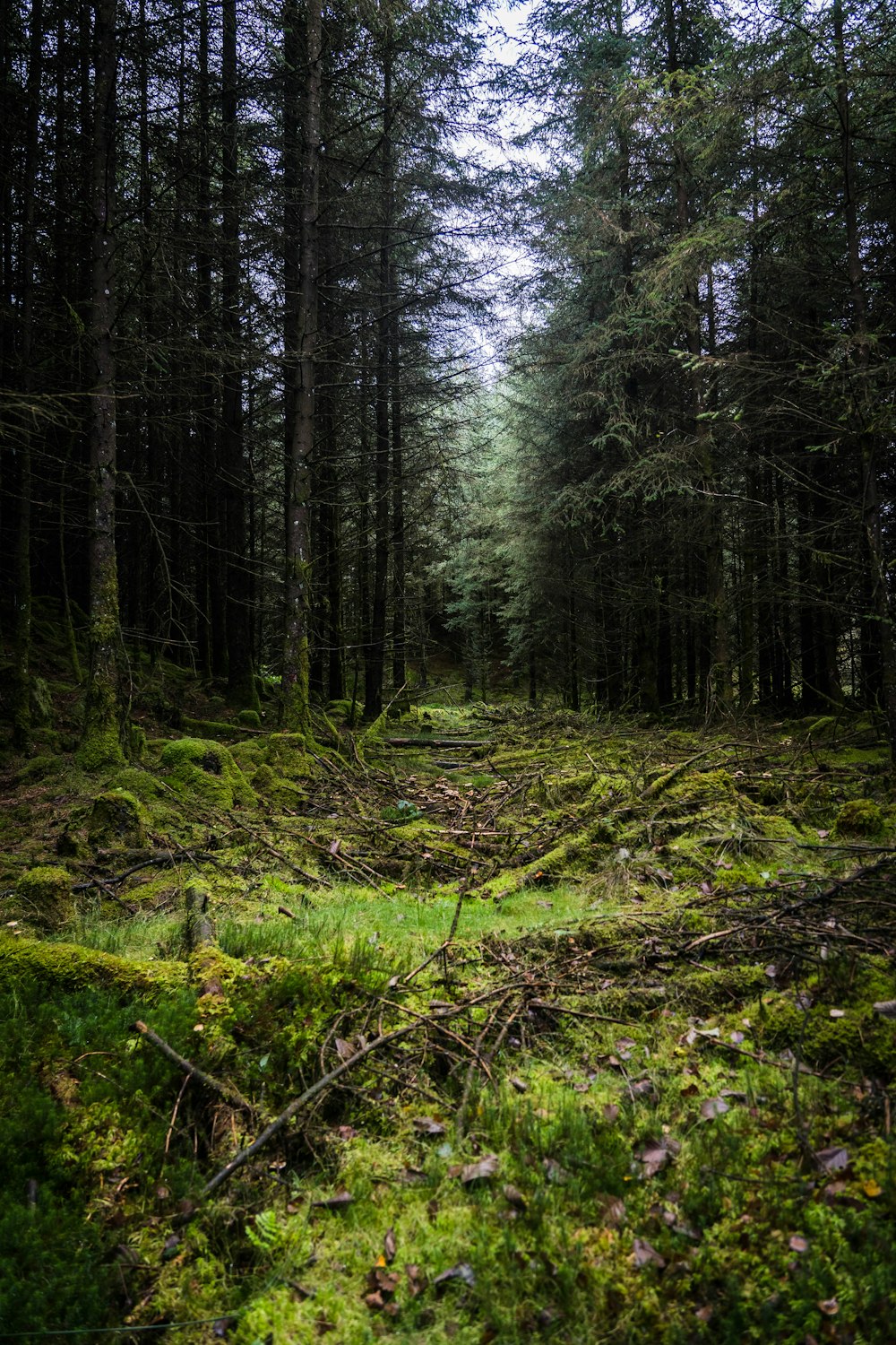 una foresta con alberi