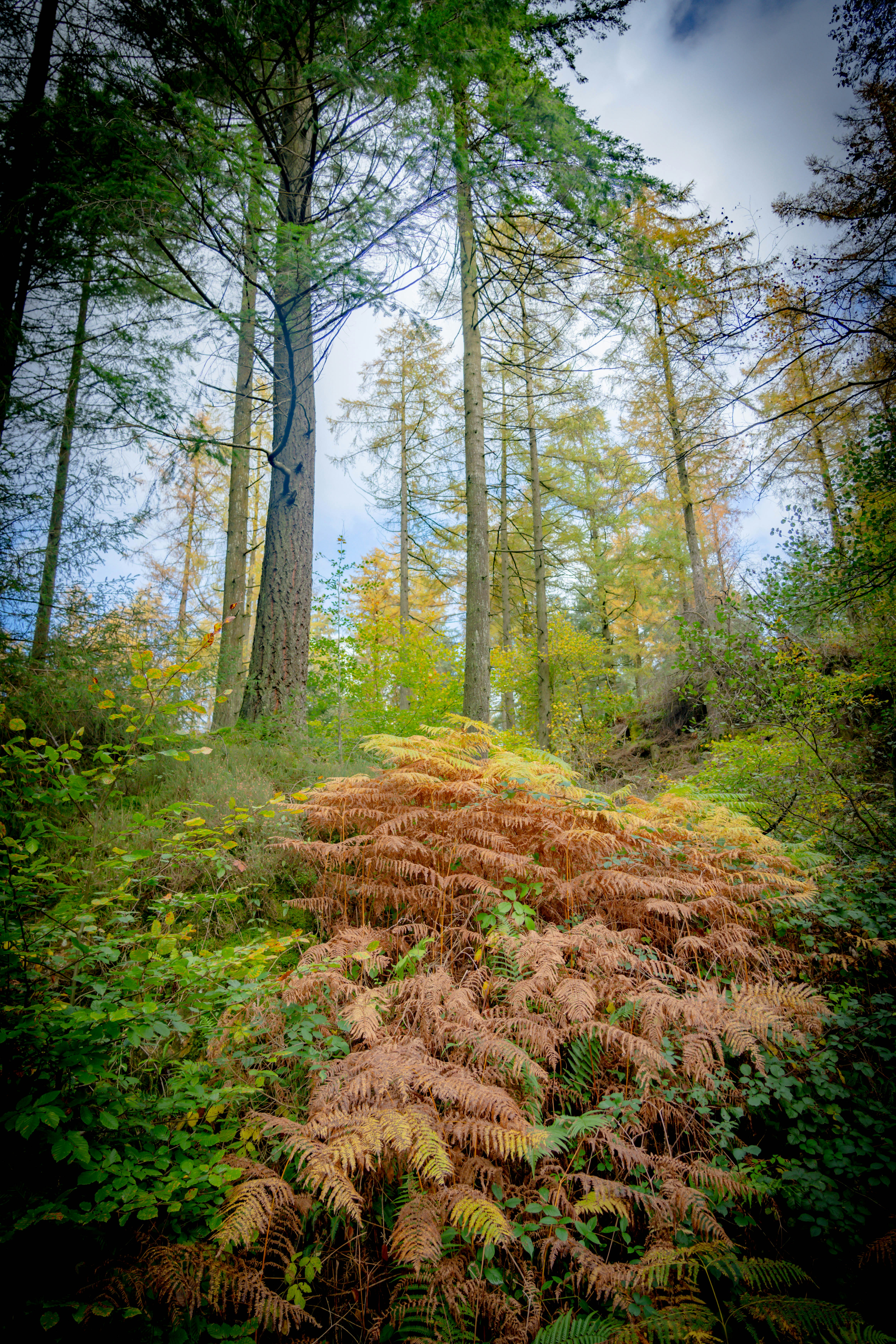 Ein Wald aus Bäumen