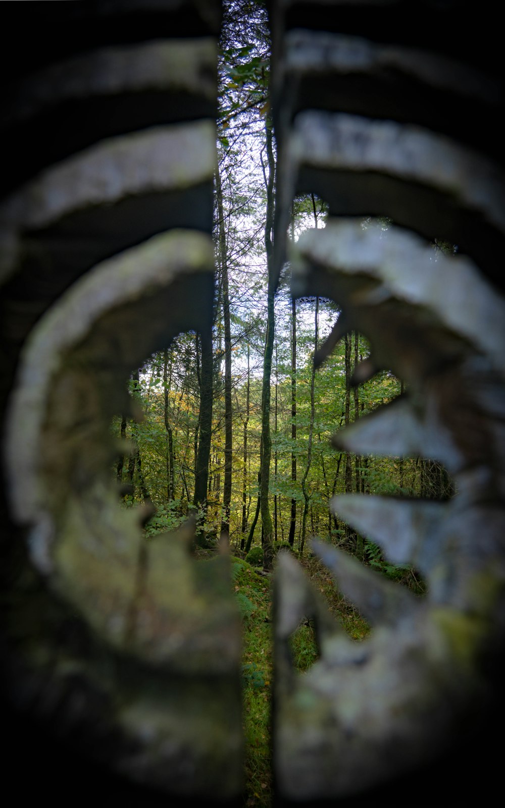 a view through a window of a forest