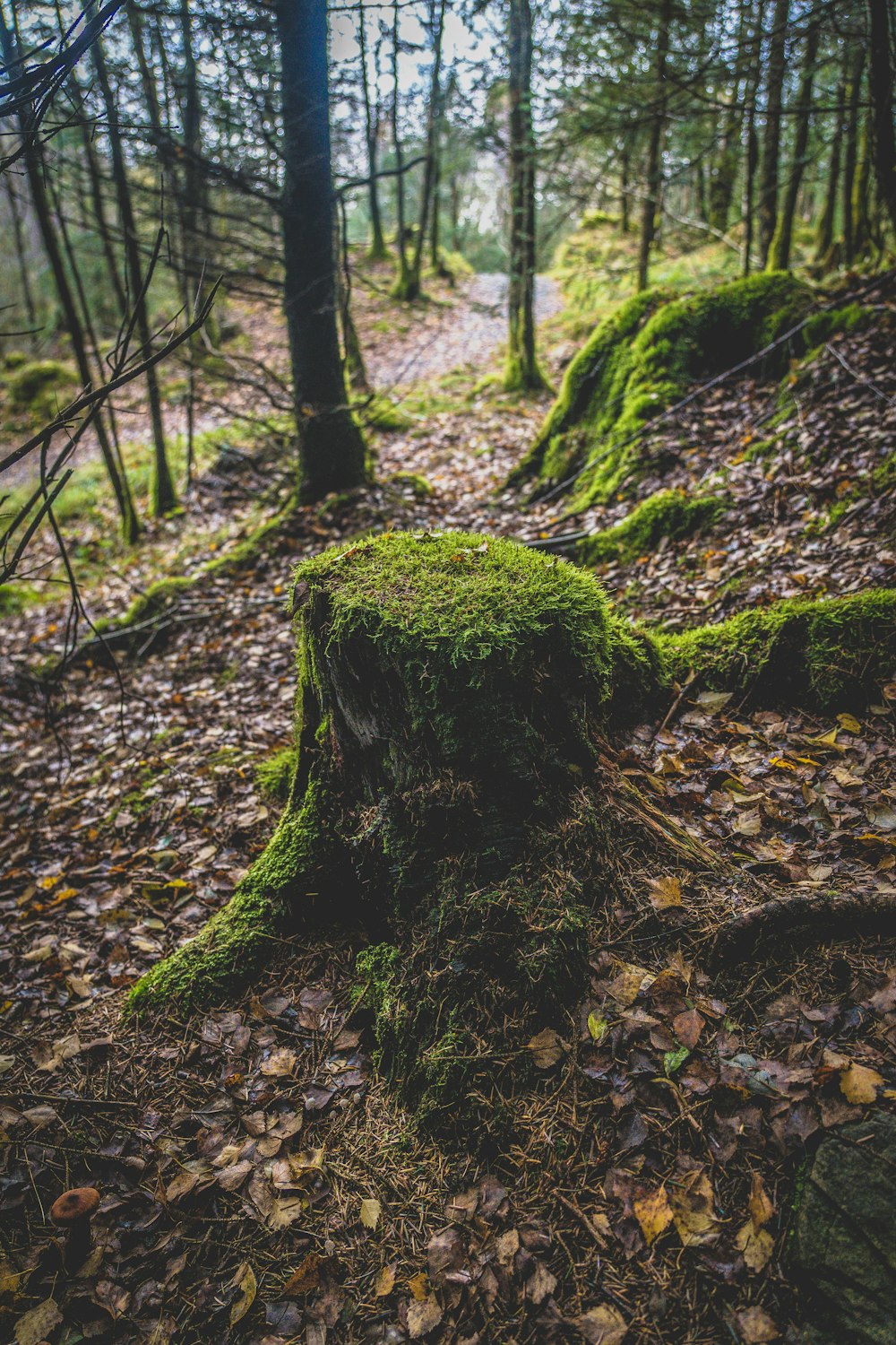 a large rock in the woods