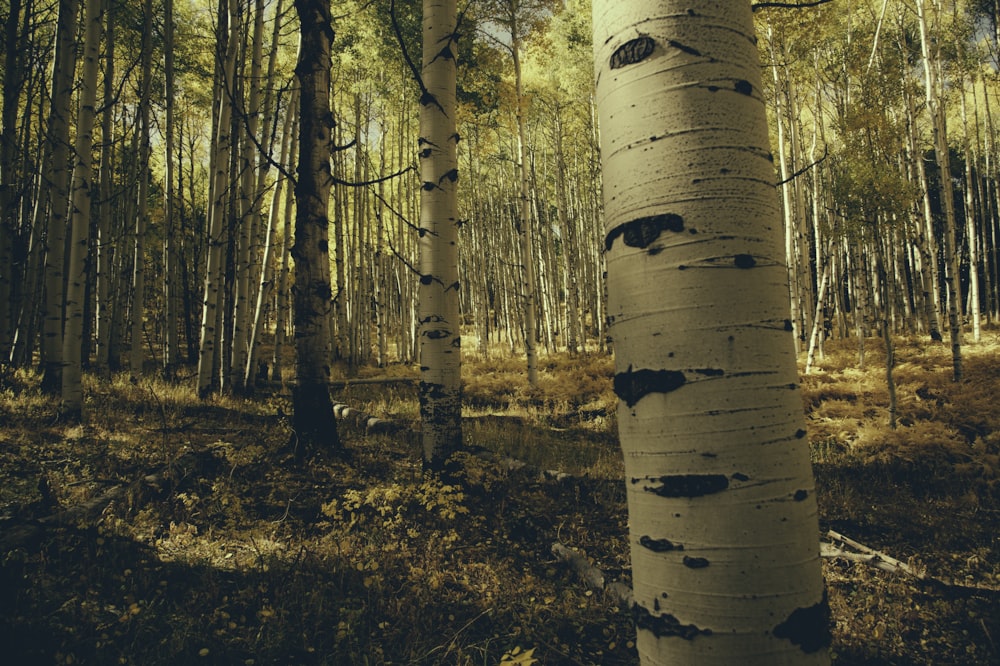 a tree trunk with a face carved into it in a forest