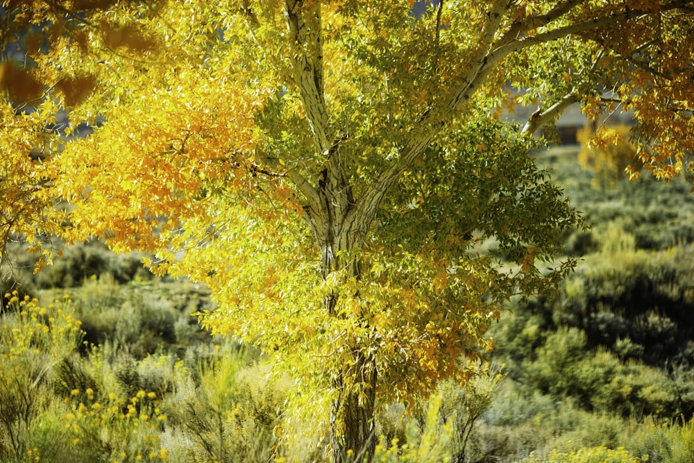 a tree with yellow leaves