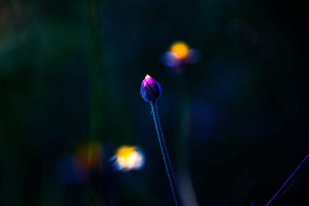 a close up of a flower