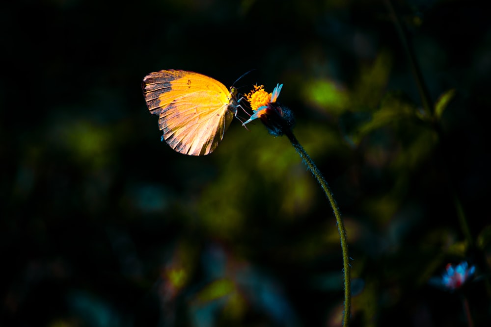 a butterfly on a plant