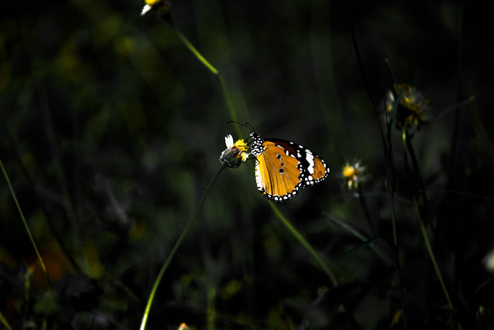 a butterfly on a plant