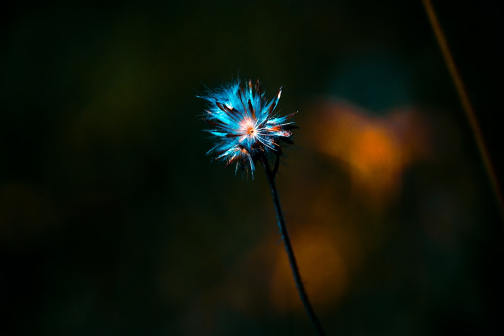 a close up of a flower