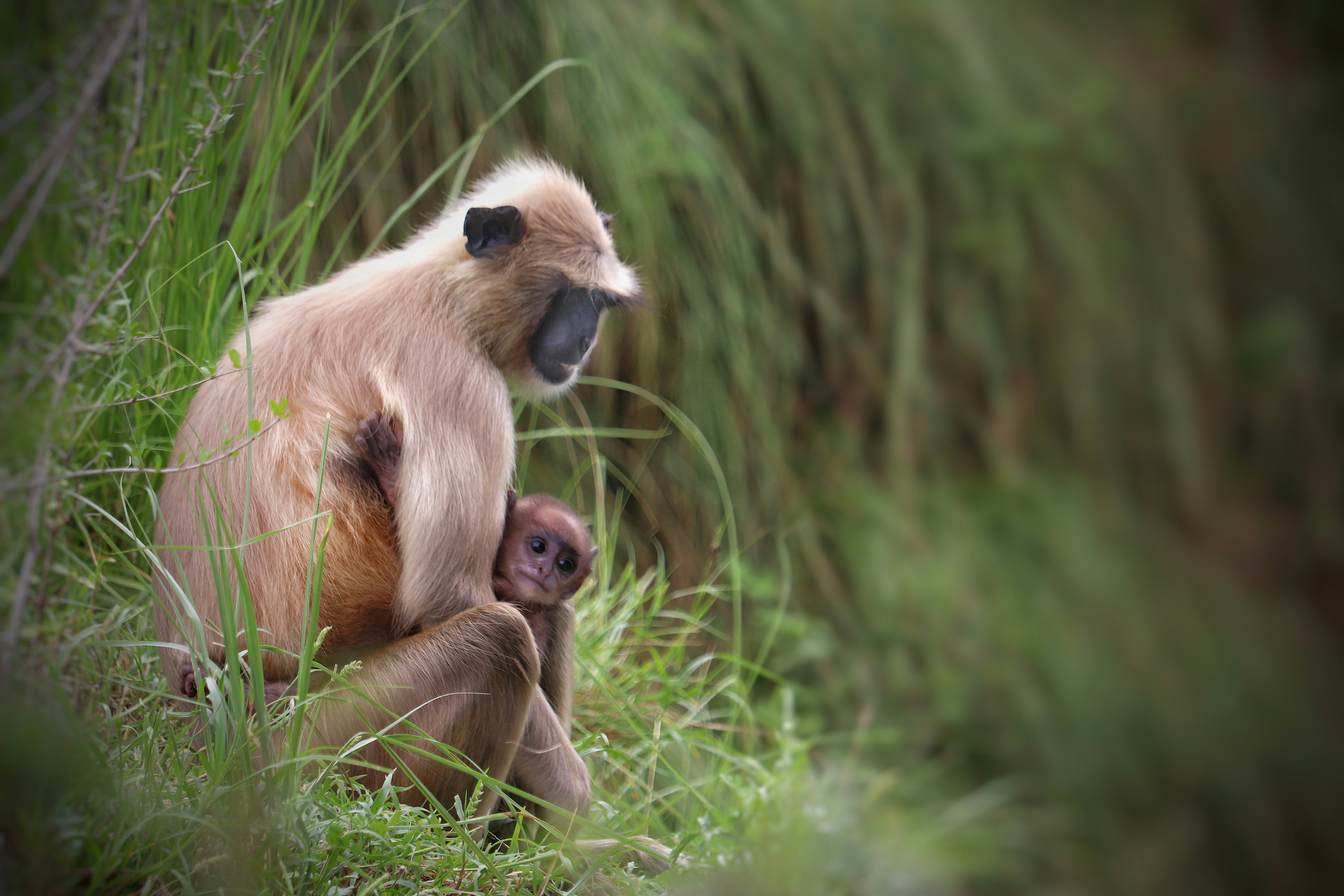 a monkey holding a baby monkey