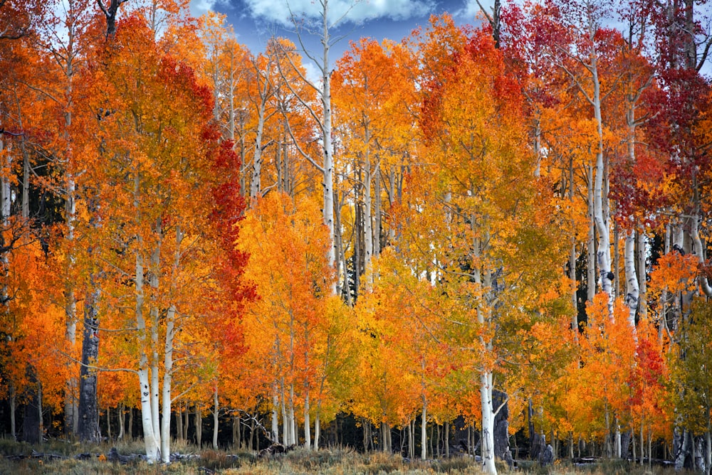 a forest of trees with yellow leaves