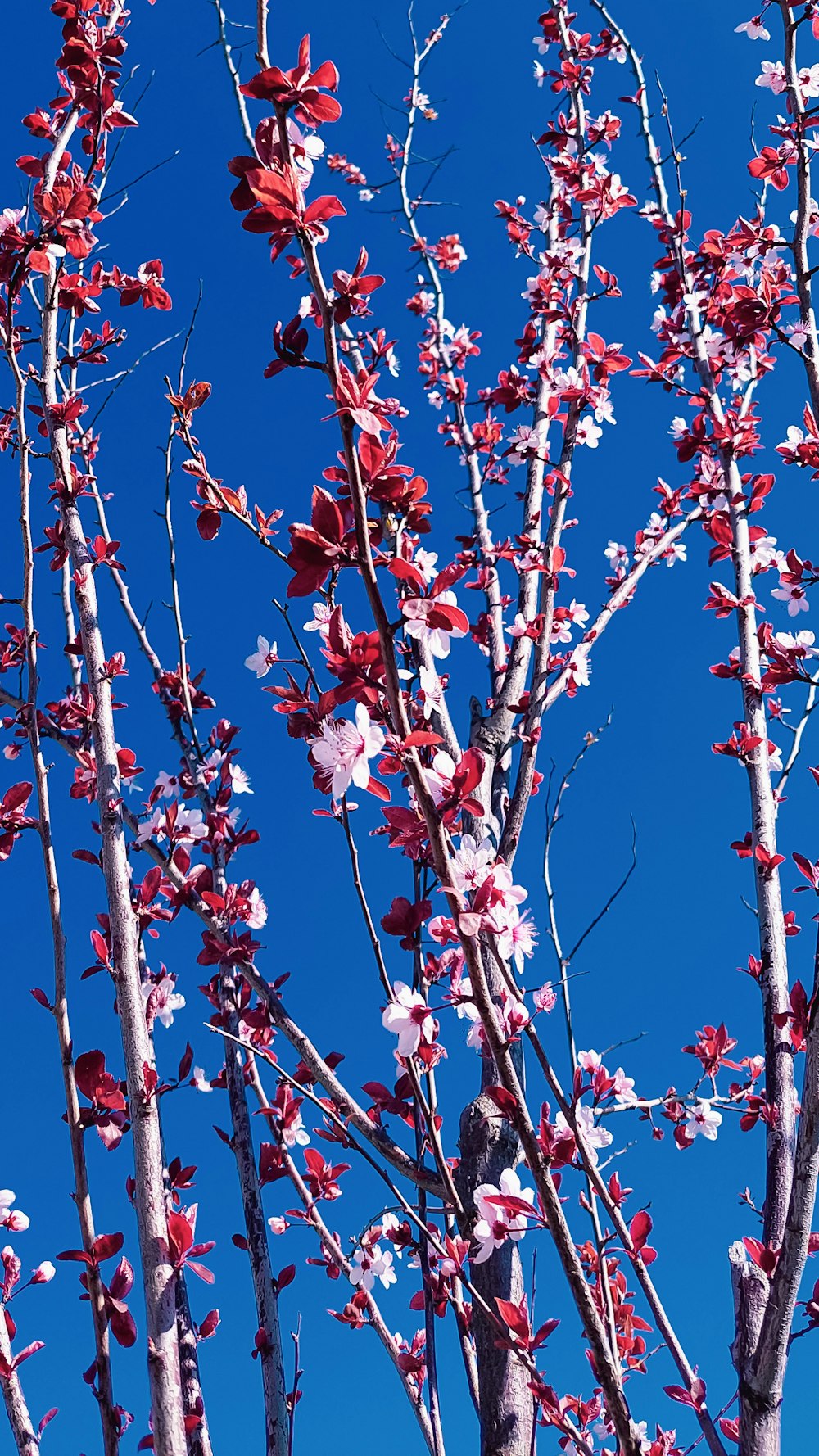 a tree with pink flowers