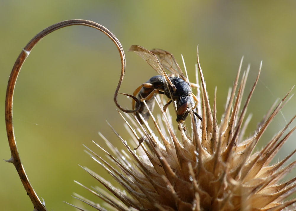 Une abeille sur une plante