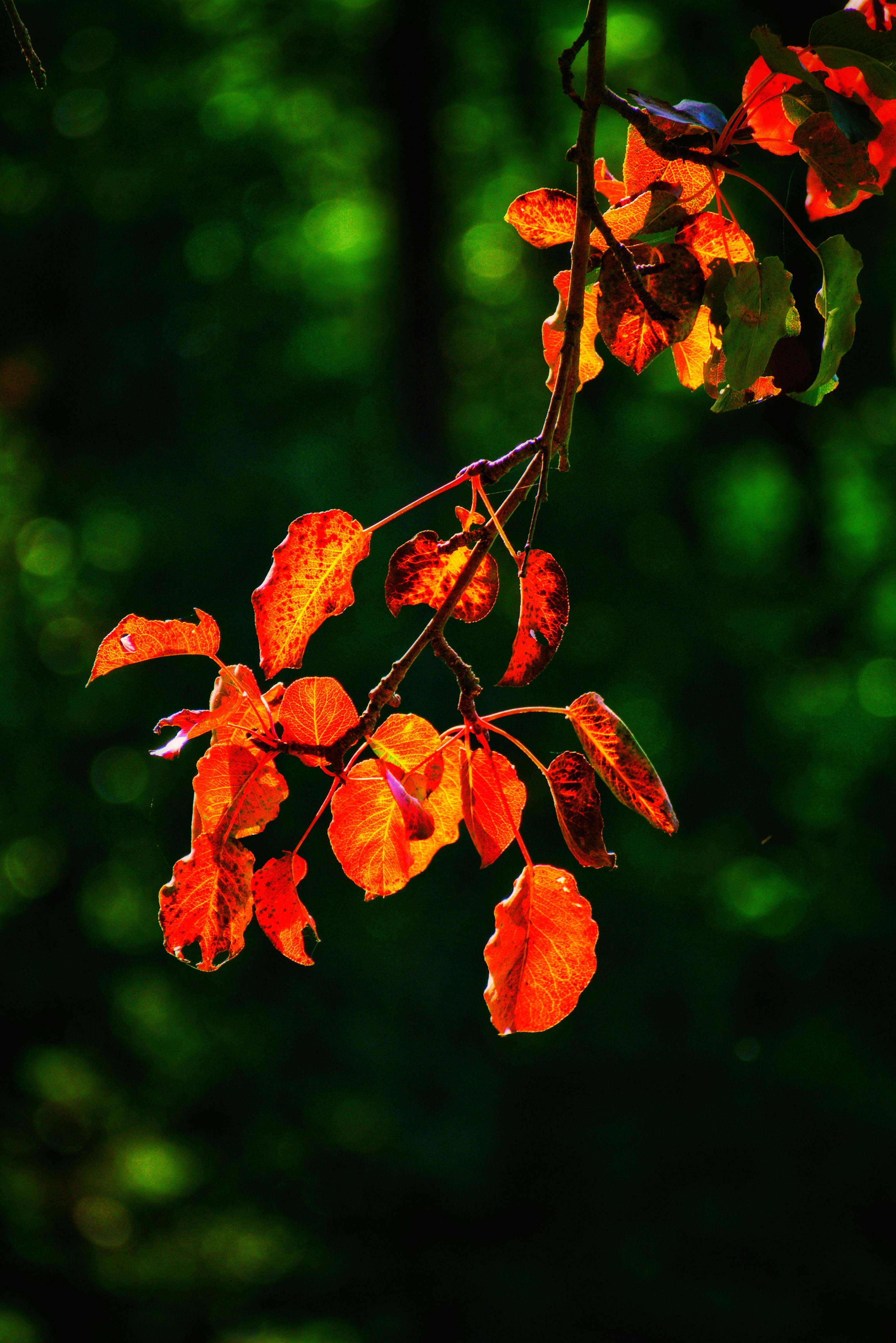 a close up of a tree branch