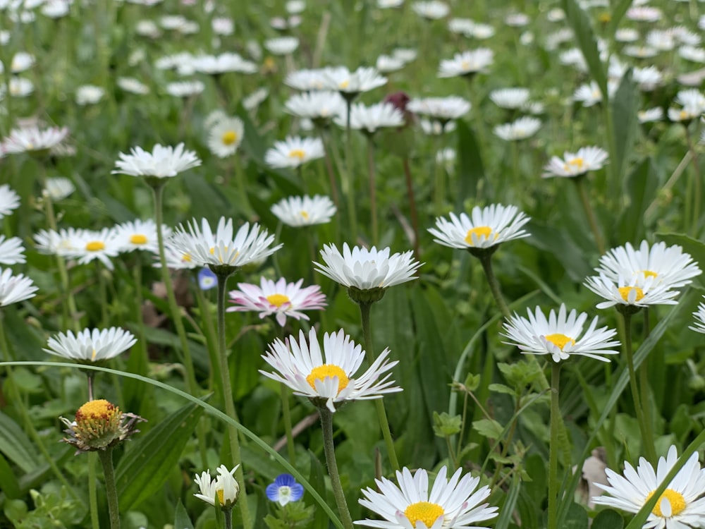 Un campo de flores blancas y amarillas