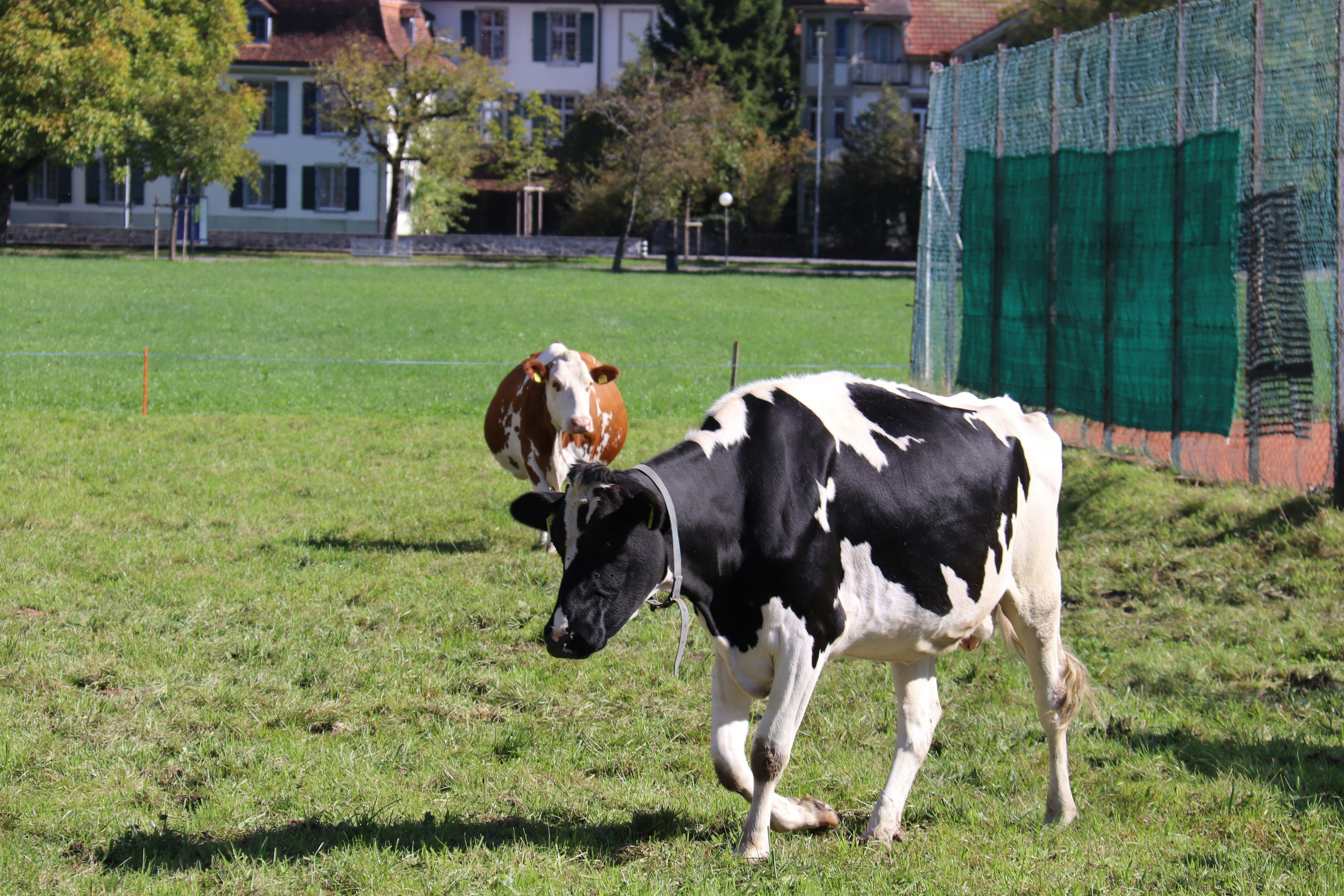 Best Calf Sleeves for MMA: Recovery, Support & Performance Boost