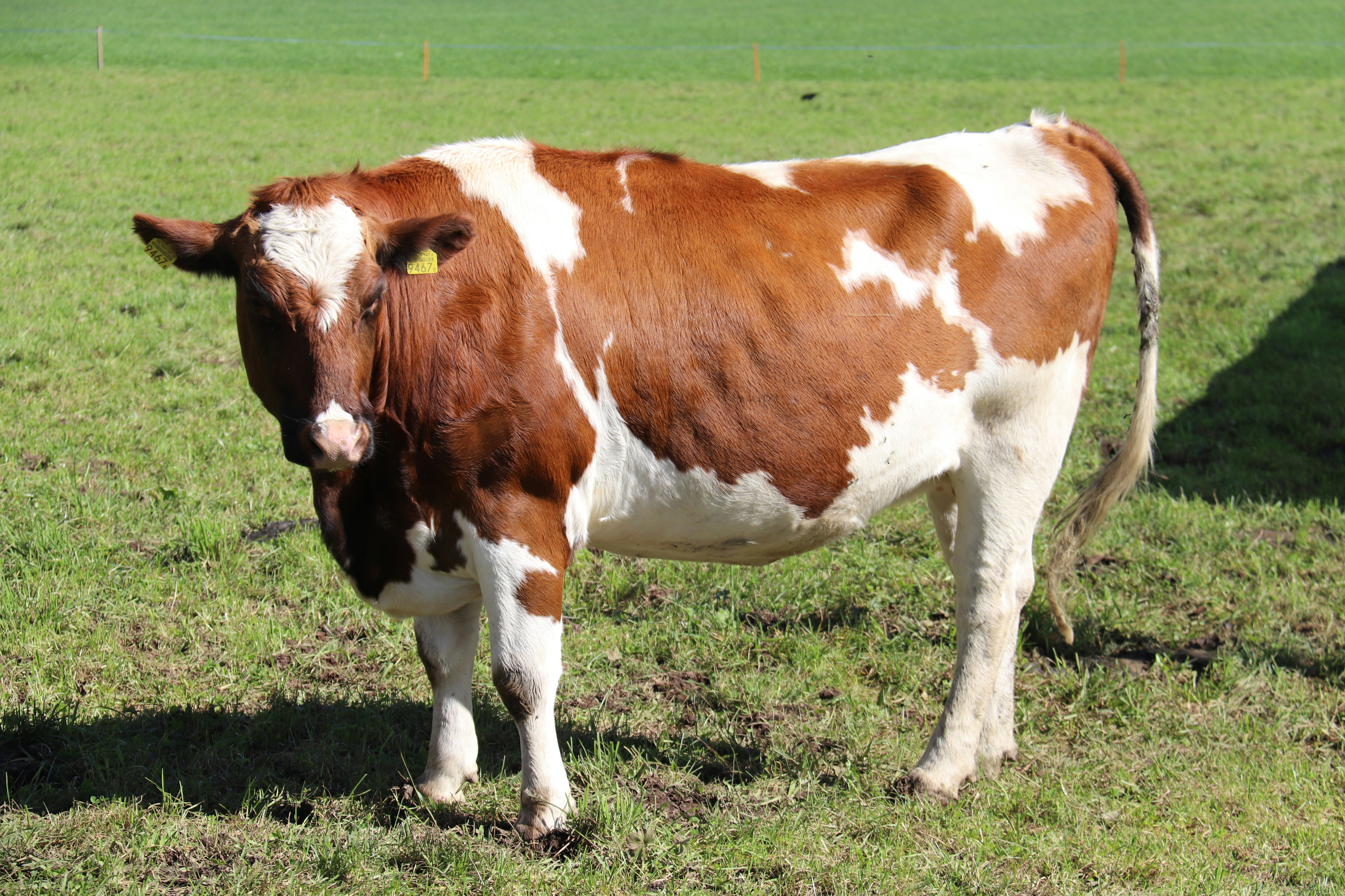 Photo by shalevcohen