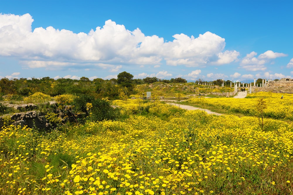 a field of yellow flowers