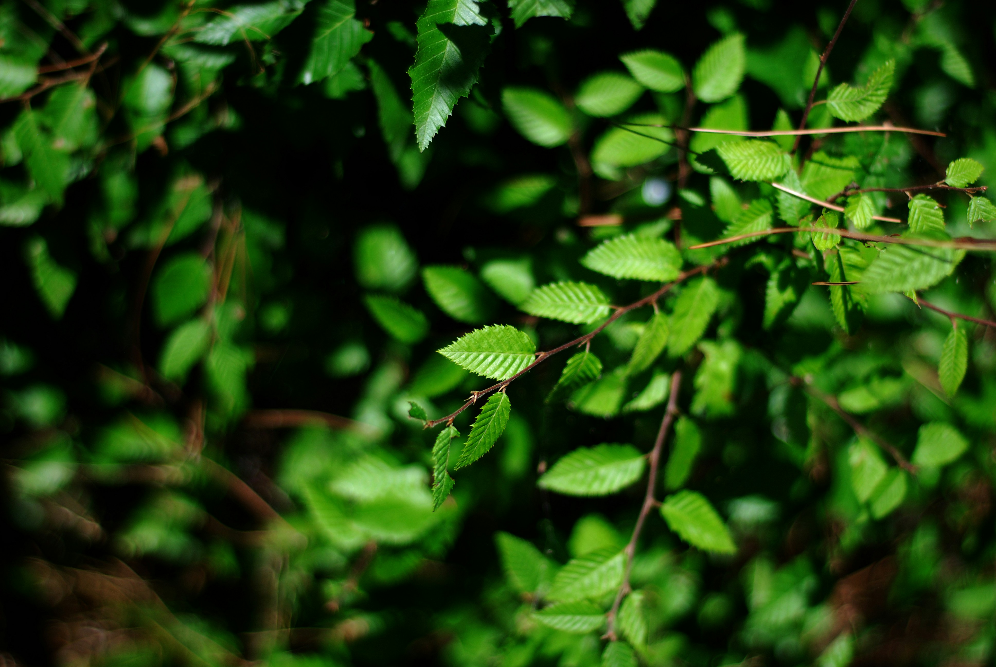 Photo by kovalskihelga