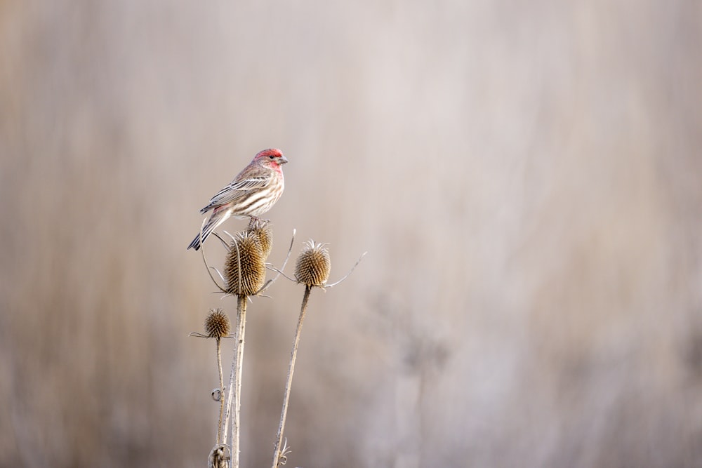 a bird sitting on a flower