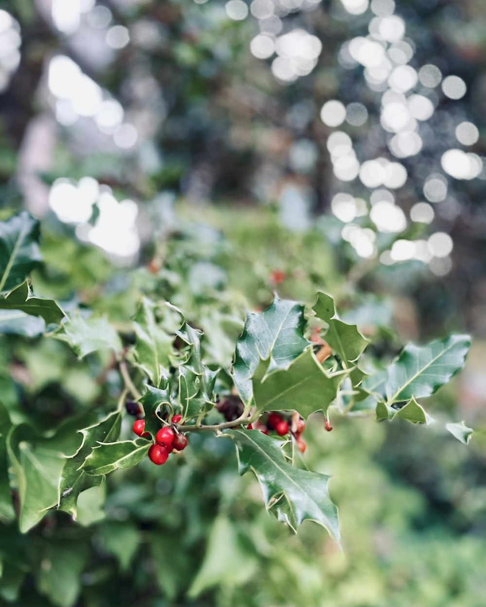 a close up of some berries