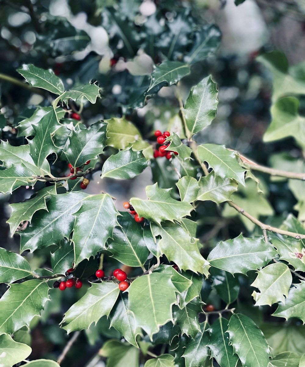 a bush with red berries