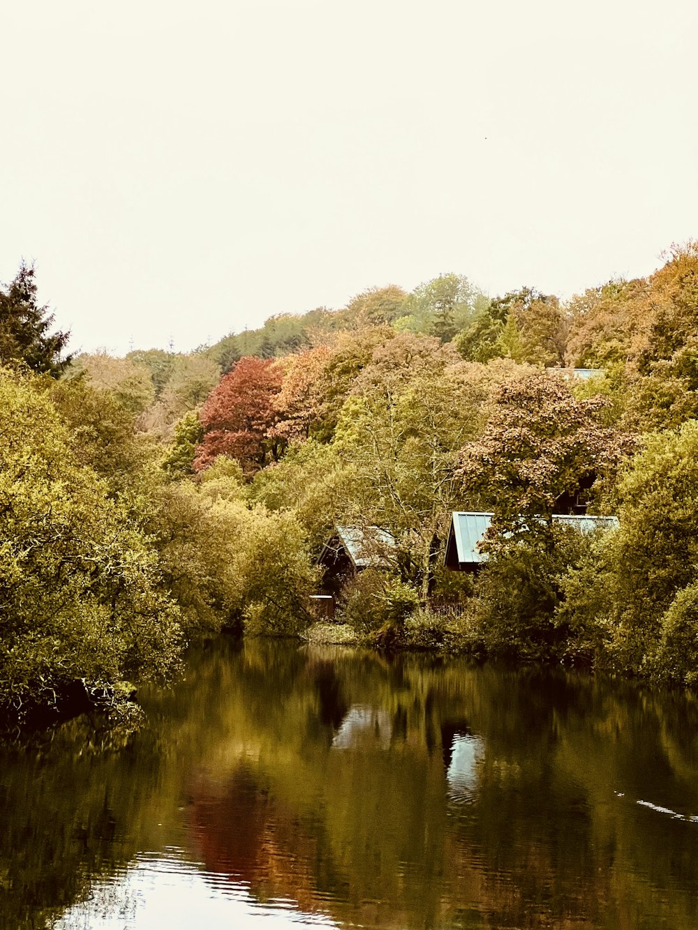 a body of water with trees around it