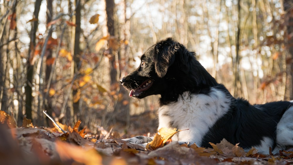 a dog sitting in the woods