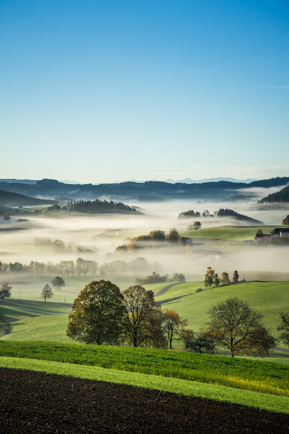 a foggy valley with trees and grass