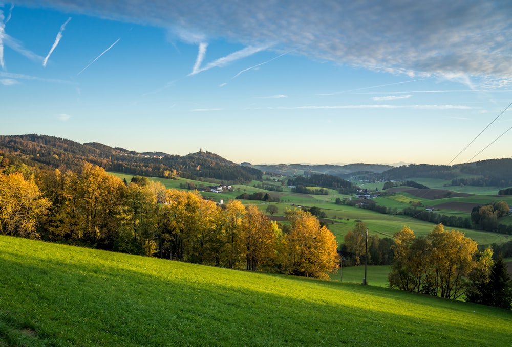 a grassy hill with trees on it