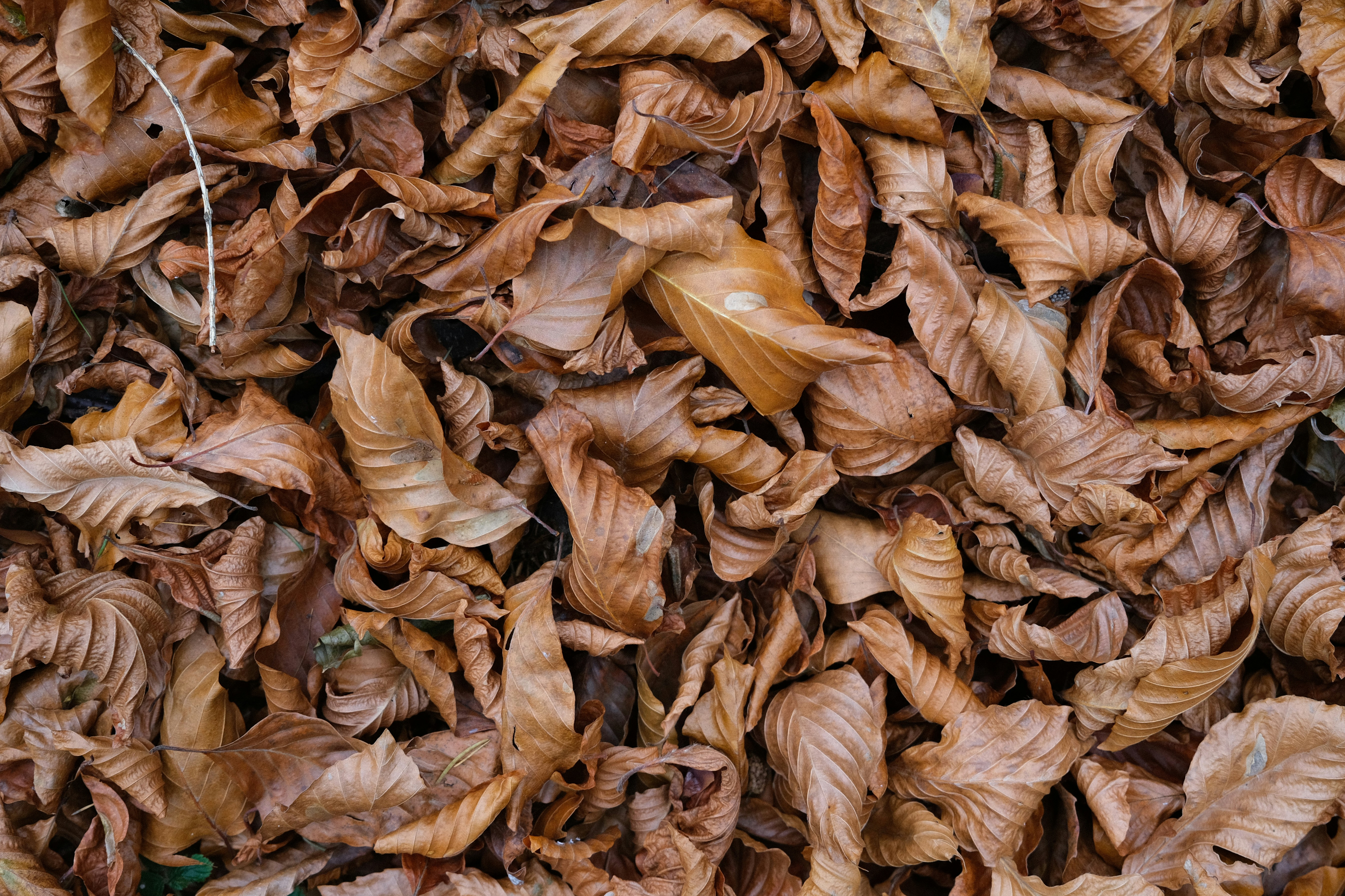 Photo by malinowskip