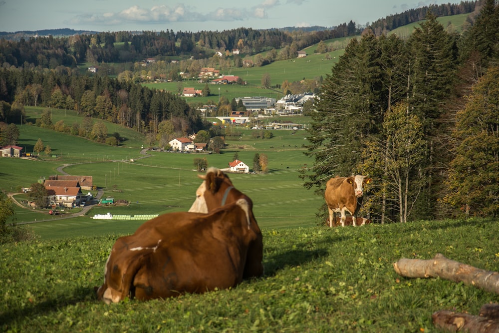a group of cows sit in a grassy field