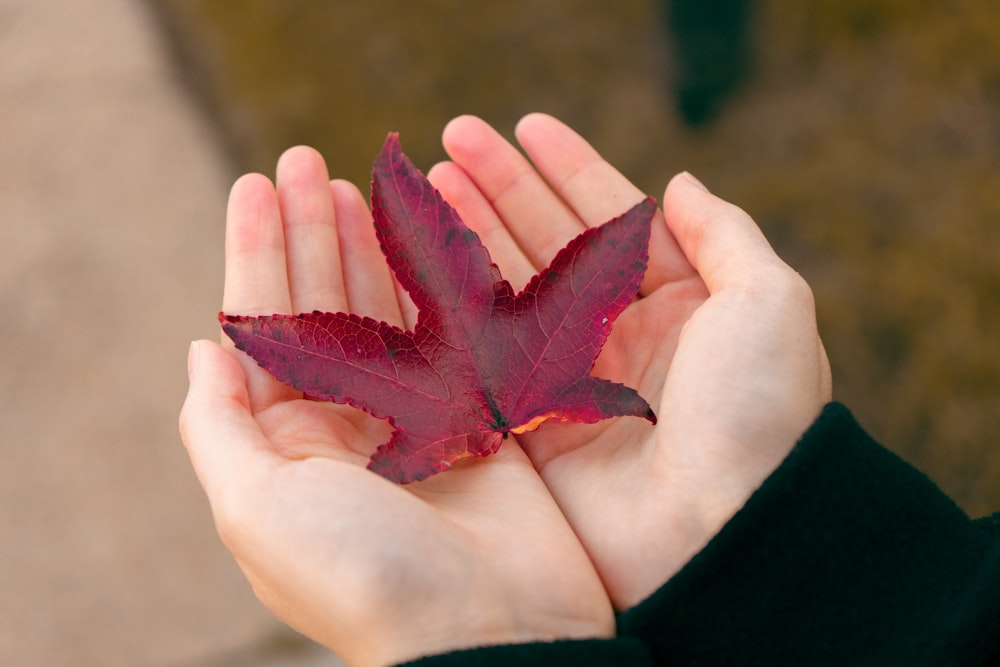 a person holding a red leaf