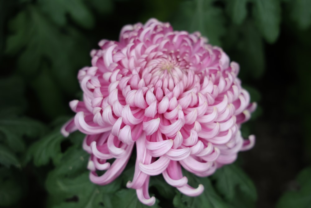 a close up of a flower