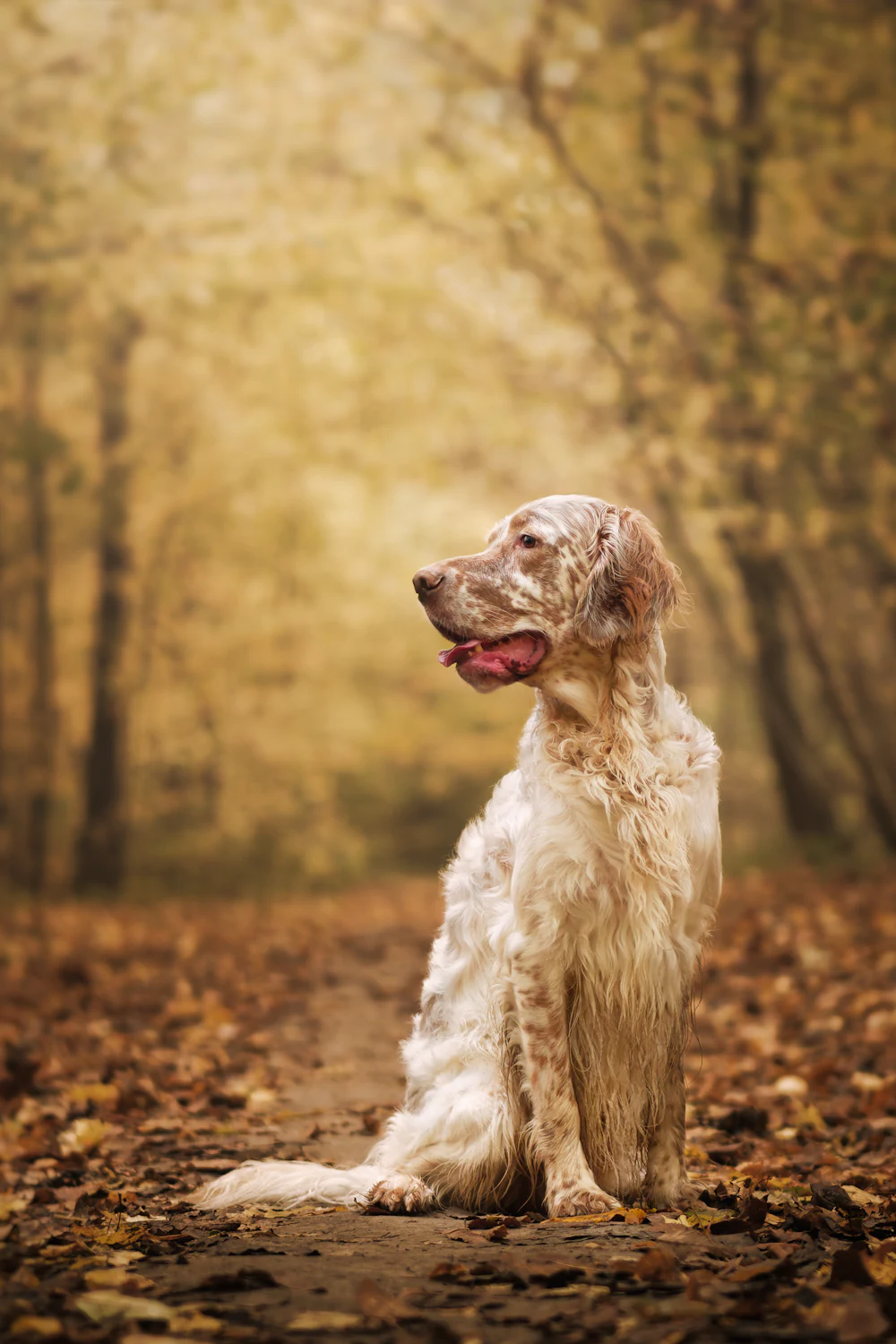 English Setter, photo 4