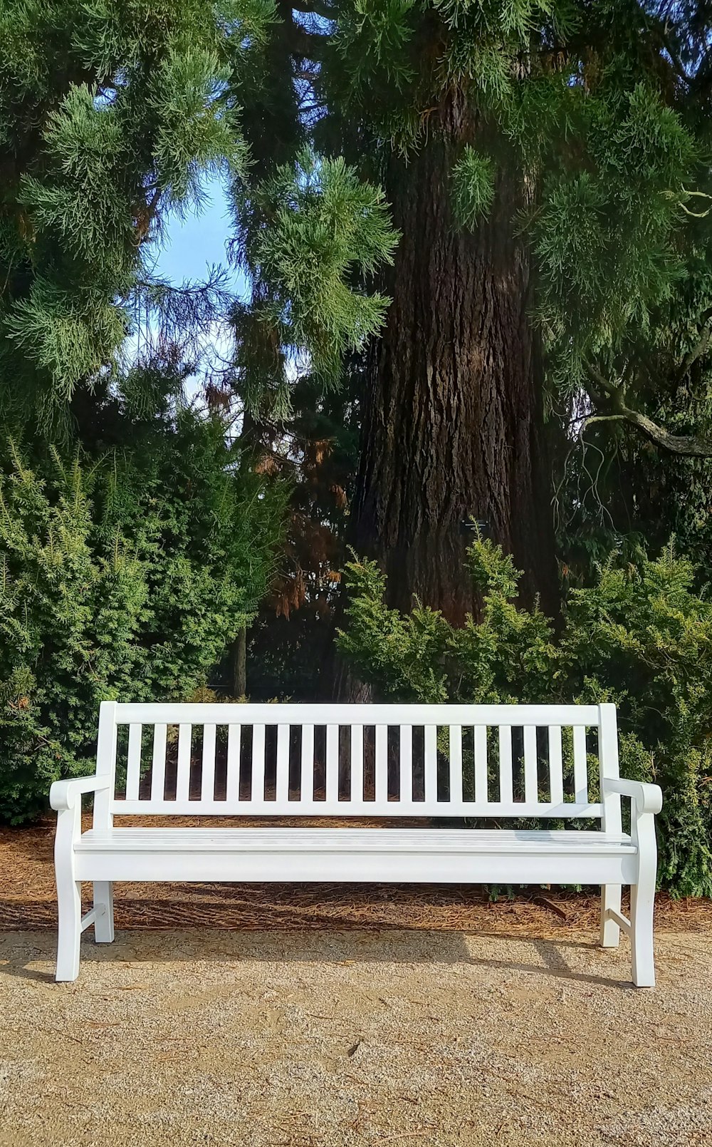 a bench in front of a tree