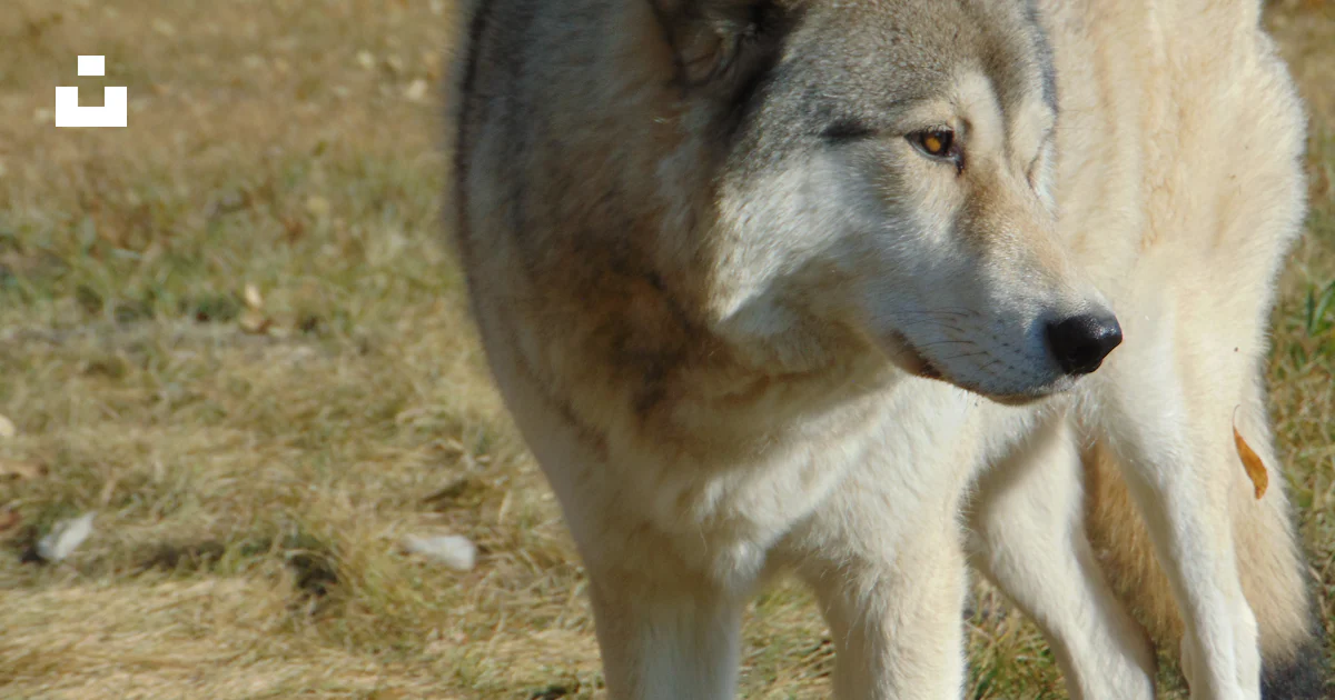 A wolf with its eyes closed photo – Free Yamnuska wolfdog sanctuary ...