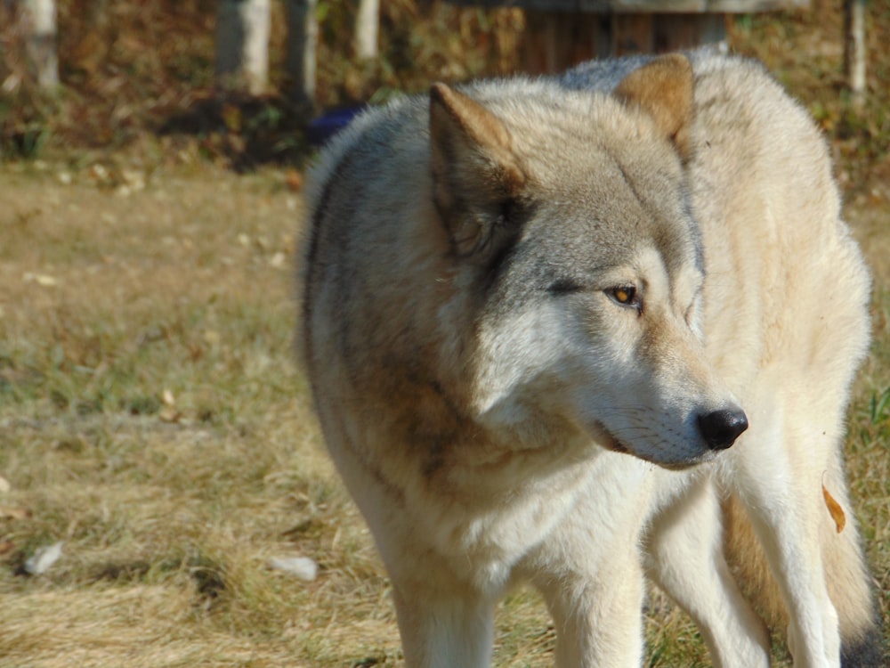 a wolf with its eyes closed