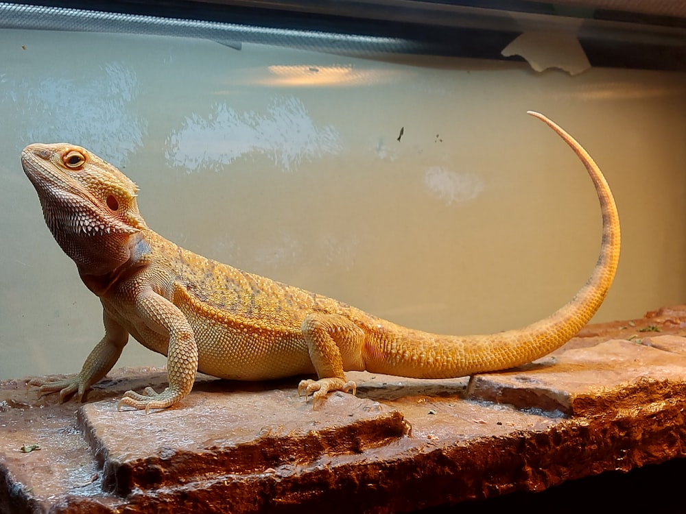 a lizard on a rock