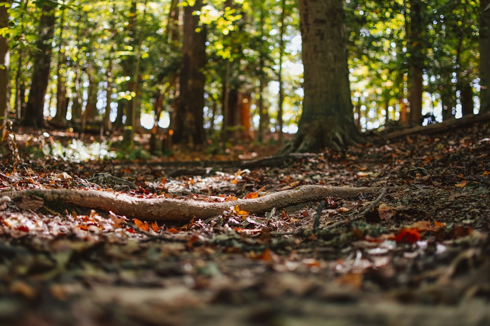 a forest with fallen leaves