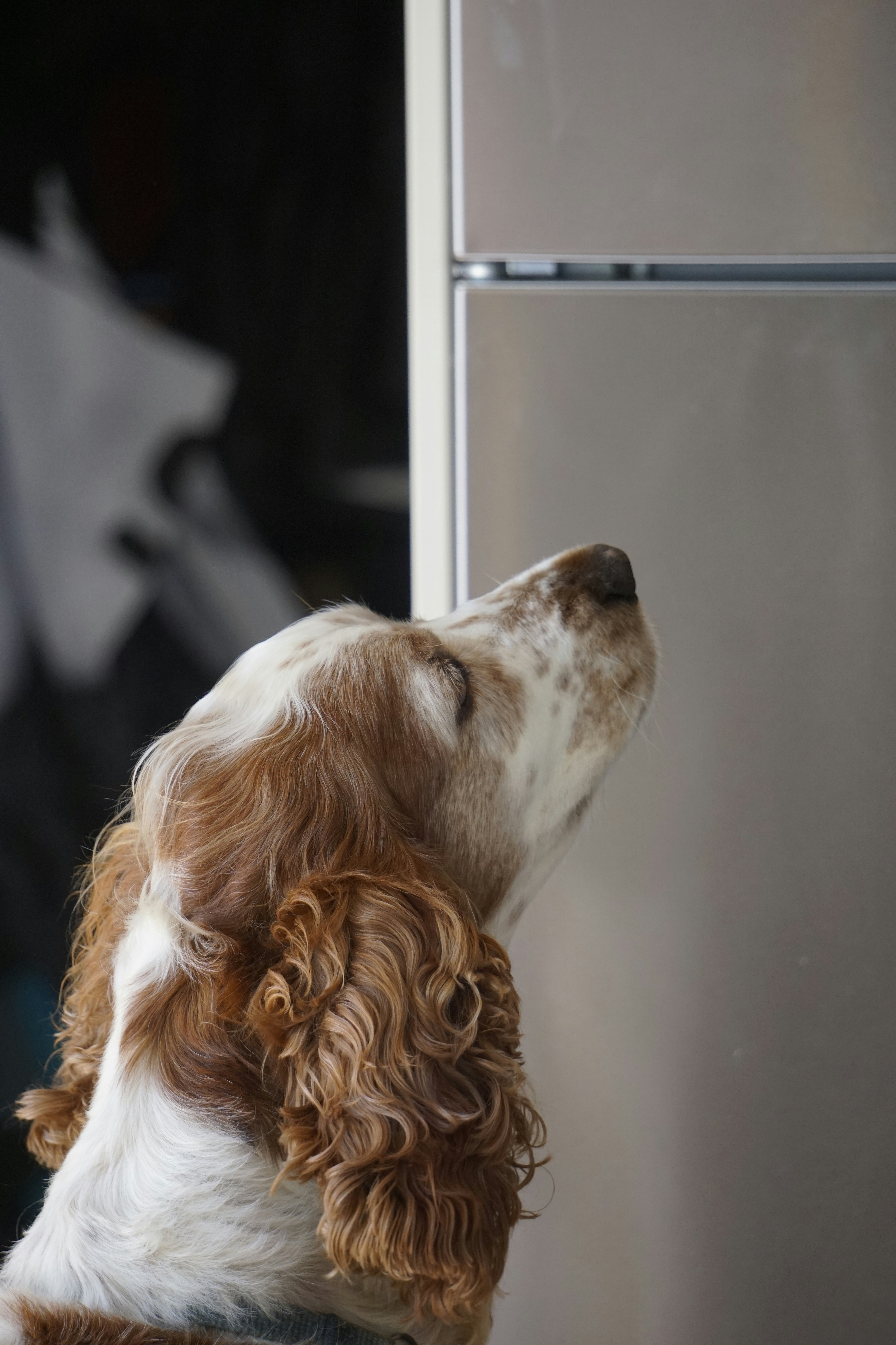 Monitoring dog's reaction to new diet