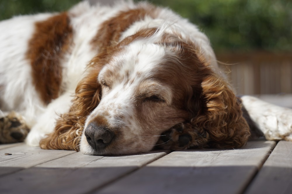 a dog sleeping on a bench