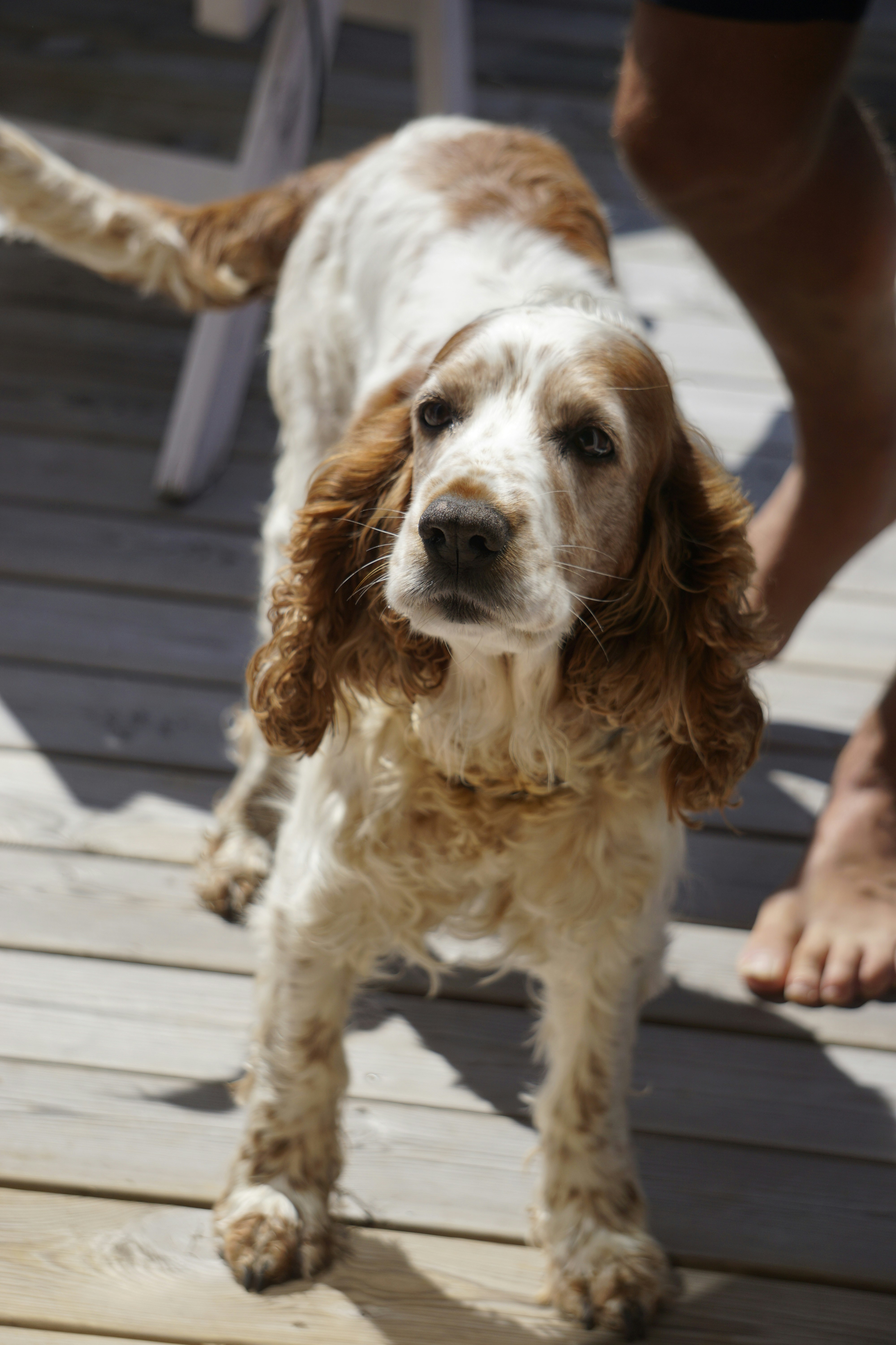 Ein Hund steht auf einem Holzdeck