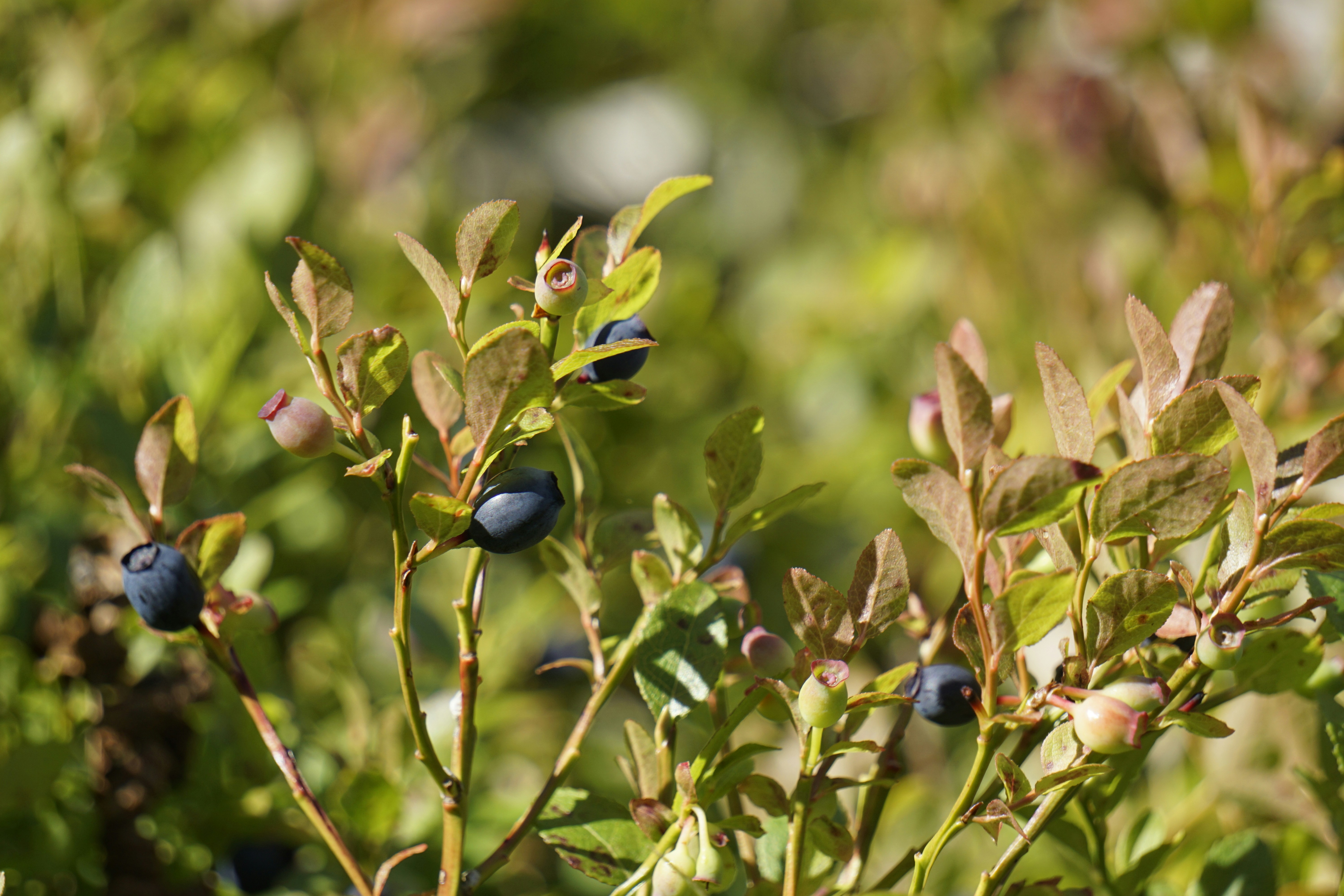 Photo by elinpictures