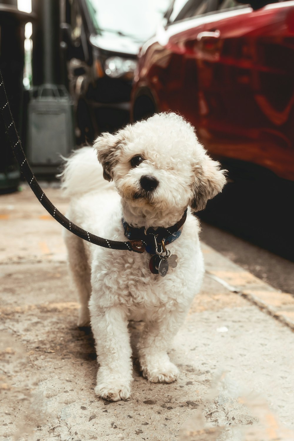 a small white dog on a leash