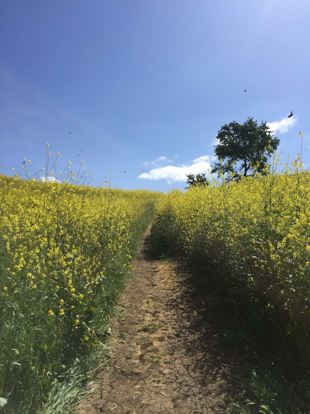 a dirt path through a field of flowers
