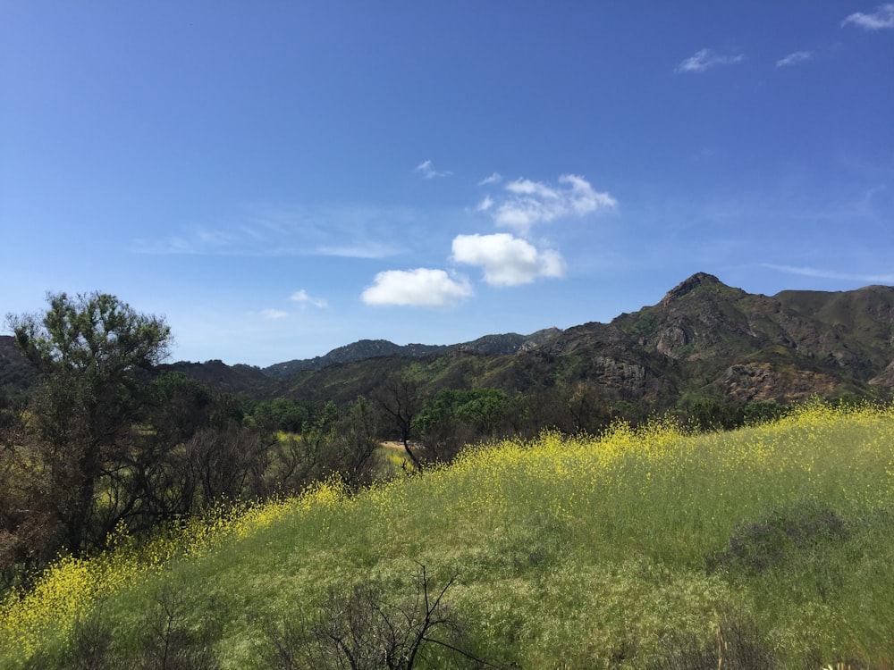 a grassy field with trees and mountains in the background