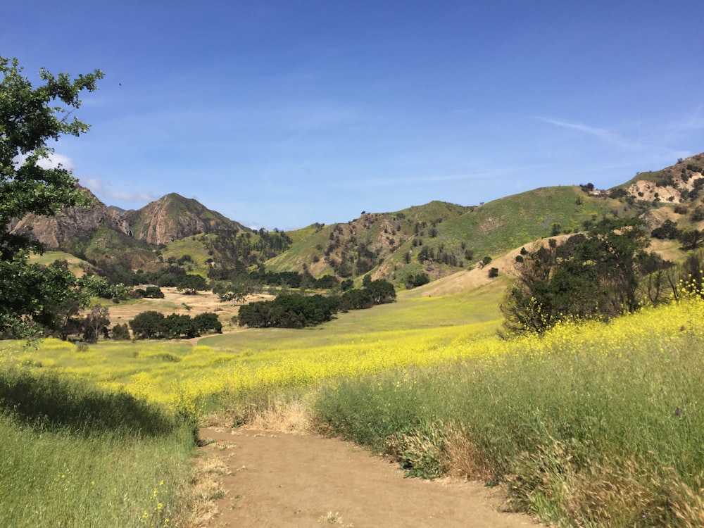 a dirt road in a grassy area