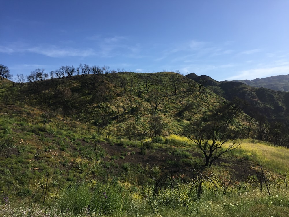 a landscape with trees and hills