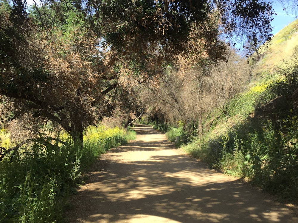 a dirt road with trees on either side of it