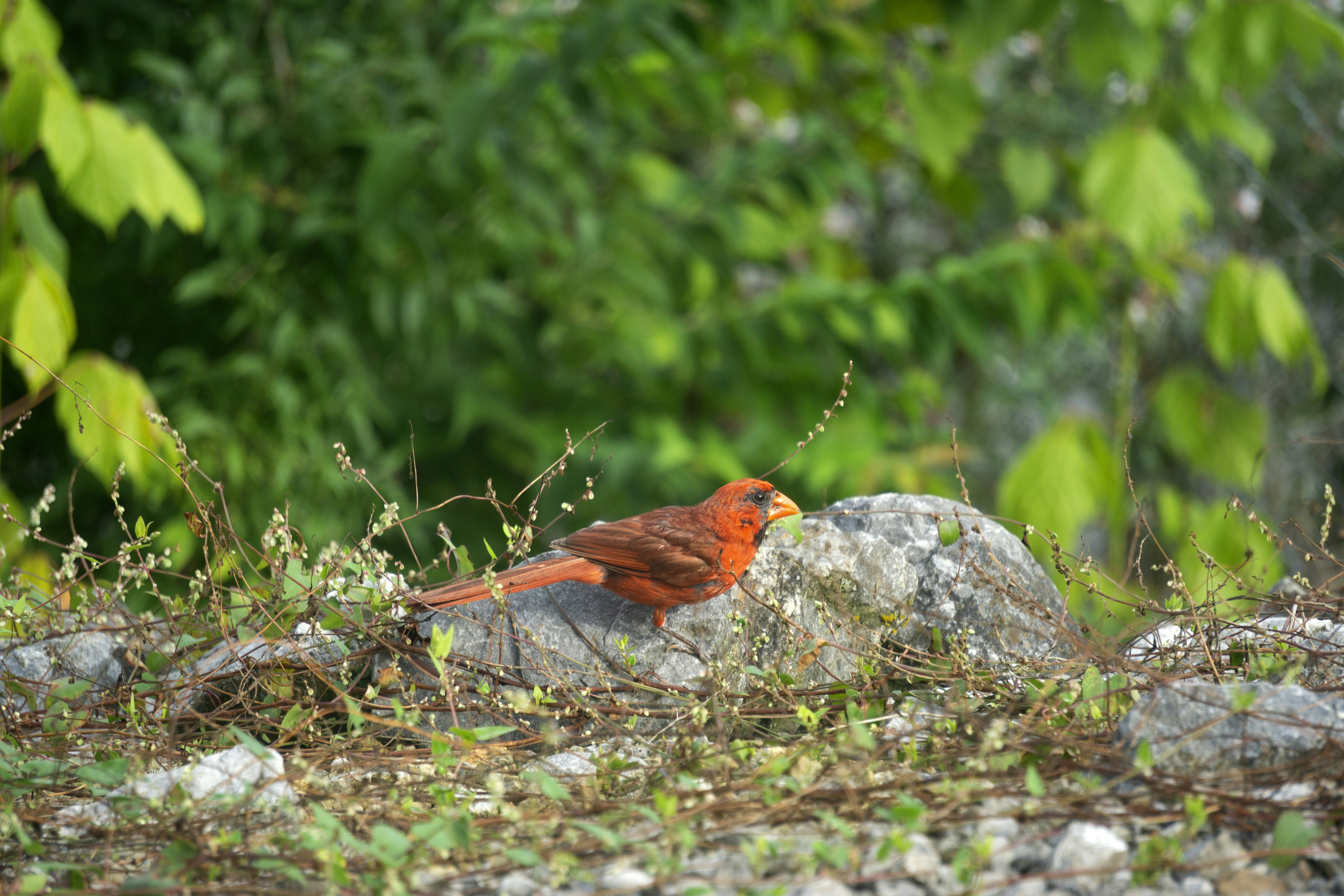 Un oiseau sur un rocher